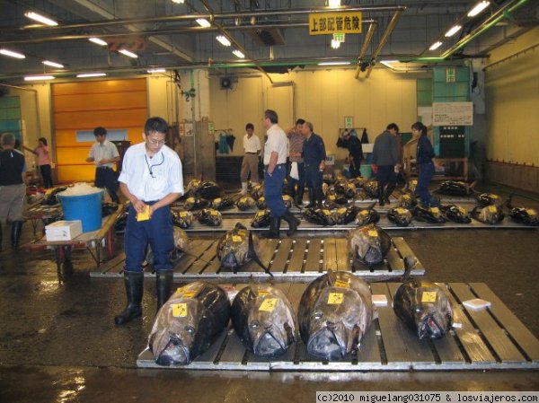 Atunes subastados
Atunes subastados en Tsukiji
