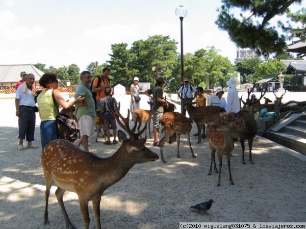 Ciervos sagrados
Ciervos sagrados en el parque Nara-koen acechando a los turistas para conseguir galletitas
