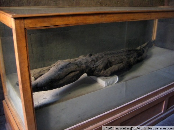 Cocodrilo momificado
Este cocodrilo momificado se encuentra en la capilla de Hathor, en el templo de Kom Ombo
