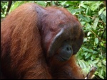 Orangután en Pondok Tanguy