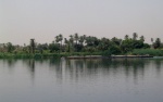 Palmeral del Nilo