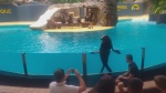 Tenerife en Mayo de 2019 - Blogs de España - Dia 2 : Loro Parque y Puerto de la Cruz (3)