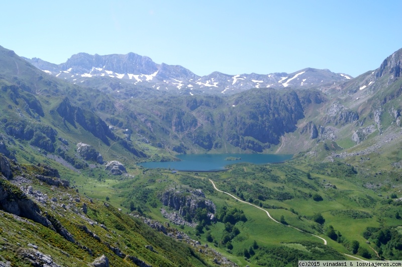 Berrea en los montes de Asturias