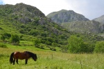 Fin de Semana de Tortos (Aller-Asturias)