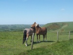 Old Harry Rocks
caballos, naturaleza, UK