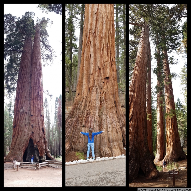 Martes 2 de Octubre - Yosemite - 26 días de ensueño por la Costa Oeste de USA (Septiembre - Octubre 2018) (5)