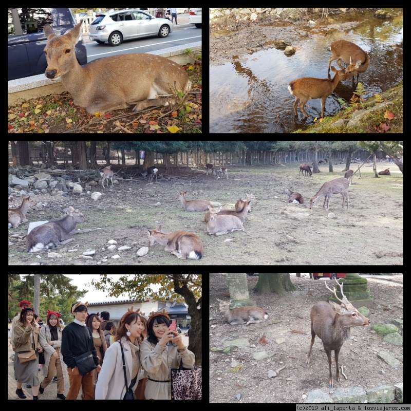 Domingo 17 de Noviembre - Nara + Kioto - 16 días de ensueño en Japón descubriendo el momiji (Nov. 2019) (1)