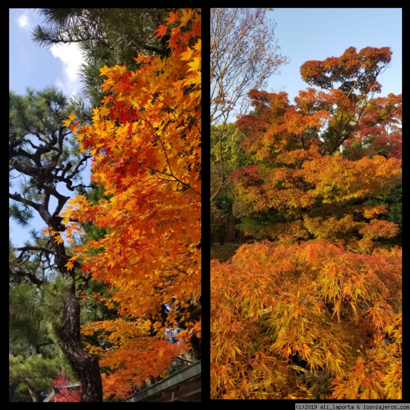 Japón en Otoño: Clima, Festivales, Momiji - Foro Japón y Corea