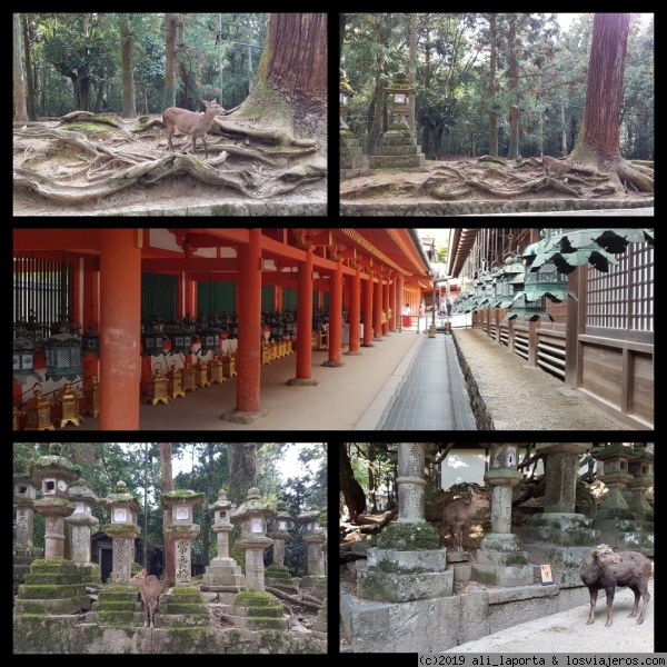 Santuario Kasuga - Taisha
Santuario Kasuga - Taisha
