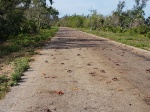 Cangrejos llenando la carretera