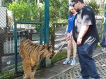 Cuidador con palo
Cuidador, Palo, palo, maltratan, animales