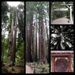 Muir Woods