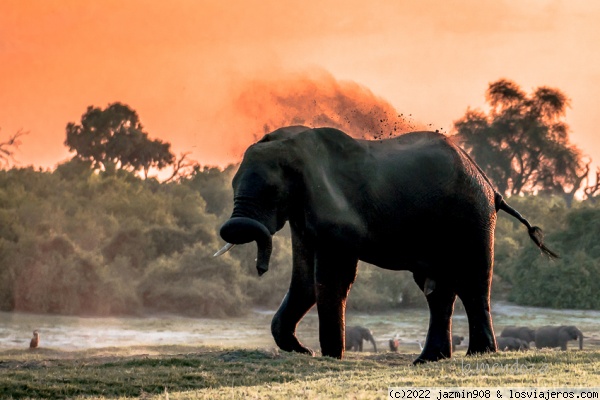 Elefante
Elefante tirandose arena tras un baño
