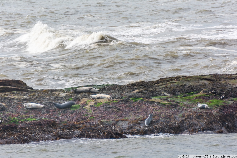 11 días Recorriendo la Ring Road de Islandia en utilitario - Blogs de Islandia - Día 5 (Mañana): Stokknes e incio de los fiordos del Este. (1)