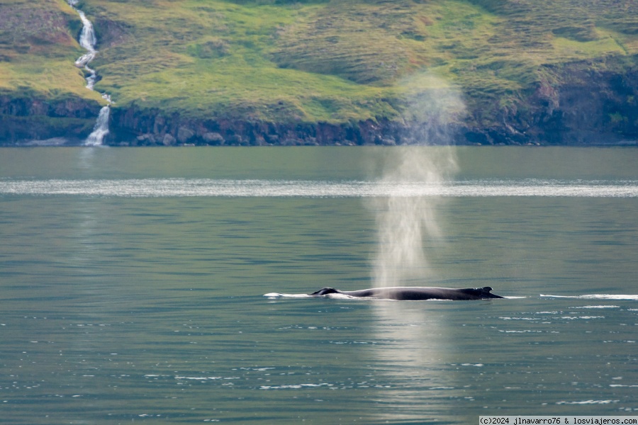 Día 8 (Mañana): Avistamiento de Ballenas en Arskógssandur. - 11 días Recorriendo la Ring Road de Islandia en utilitario (2)
