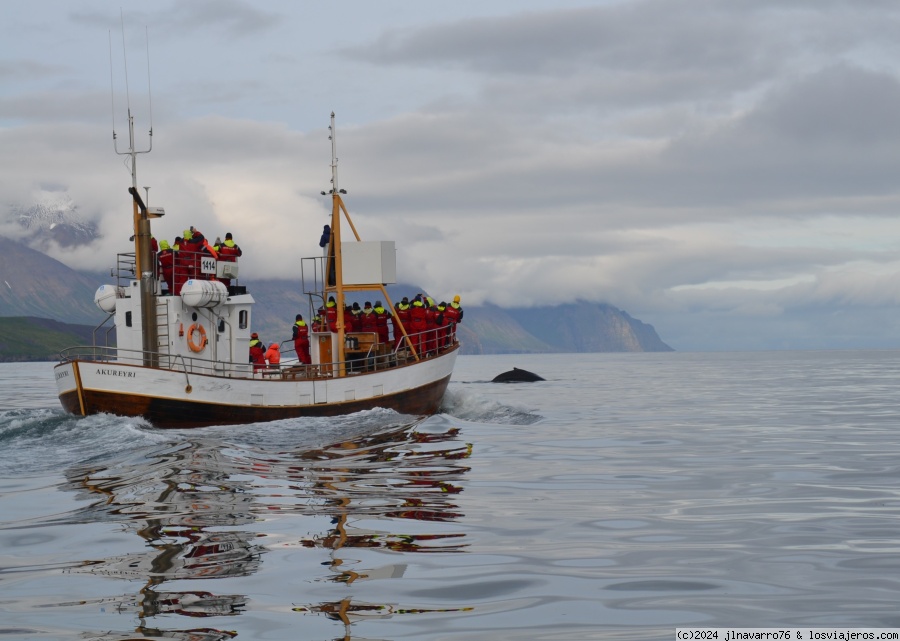 Día 8 (Mañana): Avistamiento de Ballenas en Arskógssandur. - 11 días Recorriendo la Ring Road de Islandia en utilitario (1)
