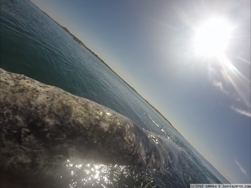 Foro de Los Cabos: Ballena gris en Baja California