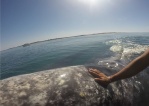 Ballena gris en Baja California