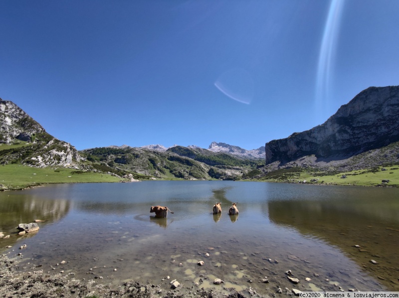 Visitando Asturias - Blogs de España - Lagos de Covadonga (18 de julio) (2)