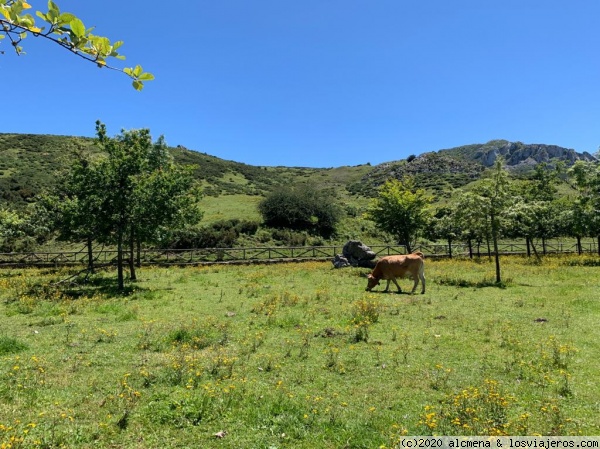 Lagos de Covadonga
Que tranquilas estan las vacas
