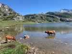 Lagos de Covadonga
Lagos, Covadonga, Vacas, Lago, Ercina, bañandose