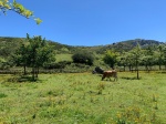 Lagos de Covadonga
Lagos, Covadonga, tranquilas, estan, vacas