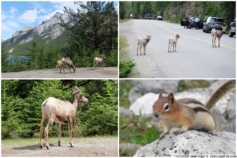 Ultimo día en Banff - Canadá de costa a costa (2)