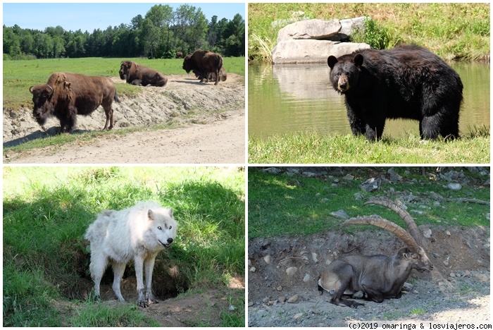 Parc Omega y llegada a Montreal - Canadá de costa a costa (6)