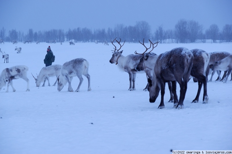3 de Enero: una mañana con los samis. - Fin de Año 2021 en Noruega (6)