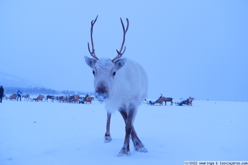 3 de Enero: una mañana con los samis. - Fin de Año 2021 en Noruega (3)
