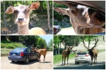 Wapitis en la carretera