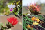 Flora del PN Volcano