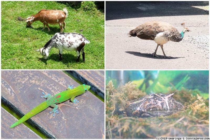 Hilo y alrededores - Hawaii - Dos islas en una semana (4)