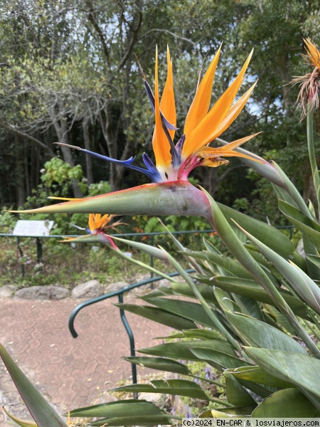 JARDIN BOTANICO DE KIRSTENBOSH
Protea
