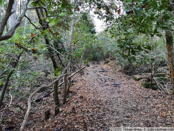 Bosque de Aokigahara
Caminos dentro de Bosque de Aokigahara
