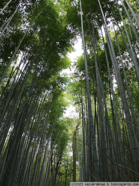 Bosque de Bambú de Arashiyama
Una vista del Bosque de Bambú de Arashiyama

