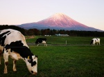 El Fuji y sus vacas
vacas, fuji, japon