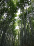 Bosque de Bambú de Arashiyama
bambú, Arashiyama, Kyoto, Japon