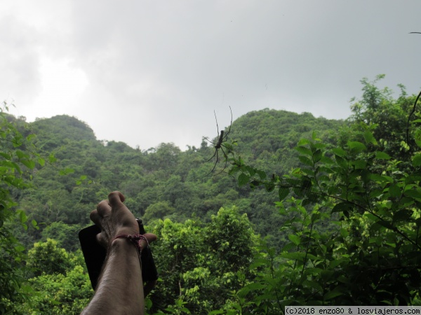 Vietnam - Cat Ba
araña
