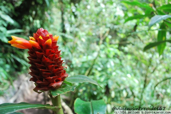 Vida silvestre
Puedes encontrar mucha variedad de plantas por toda Costa Rica, simplemente espectacular.
