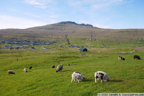 Ovejas en Miðvágur
Ovejas en el inicio de la excursión del lago Sørvágsvatn
