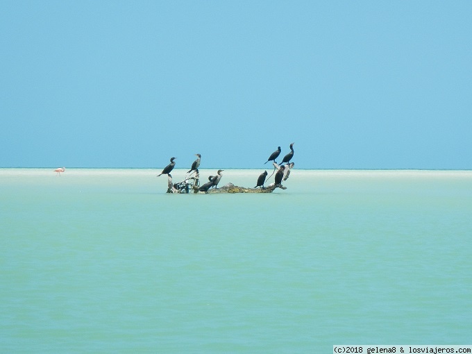 Roadtrip en familia por la península de Yucatán (14 días) - Blogs de Mexico - Holbox día 2 (2)