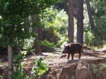 Jabalí
jabali cazorla jaen