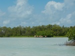 Flamencos entre los manglares de Holbox
Holbox,Yucatán,México,Flamencos