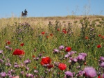 Castilla la Mancha
amapolas LaMancha