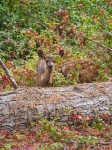 Ciervos en Point Lobos