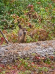 Ciervos en Point Lobos