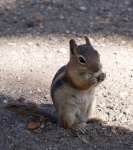 Ardilla o chipmunk