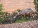 Cabra montesa en Zion
Utah, Zion