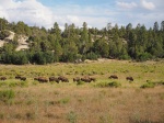 Prado con bisontes